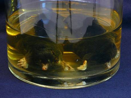 Marianne Engel  &raquo; Klicken zum Vergr&ouml;ssern ->