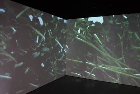 Pflanzung, 2013/14  &raquo; Klicken zum Vergr&ouml;ssern ->