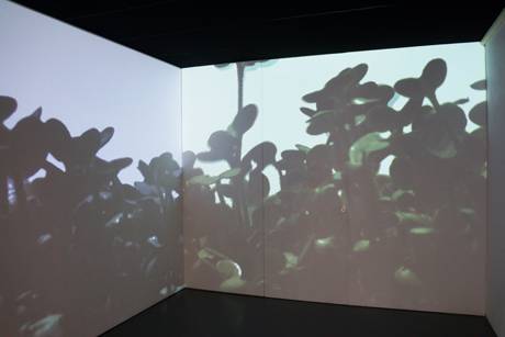 Pflanzung, 2013/14  &raquo; Klicken zum Vergr&ouml;ssern ->