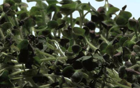 Pflanzung, 2013/14  &raquo; Klicken zum Vergr&ouml;ssern ->