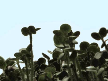 Pflanzung, 2013/14  &raquo; Klicken zum Vergr&ouml;ssern ->