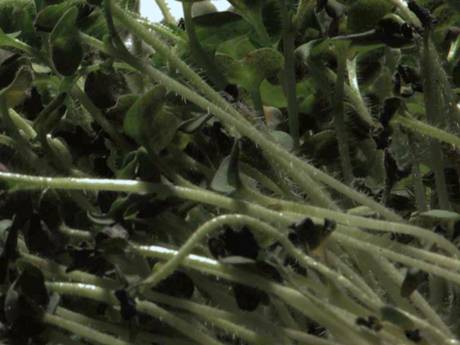 Pflanzung, 2013/14  &raquo; Klicken zum Vergr&ouml;ssern ->