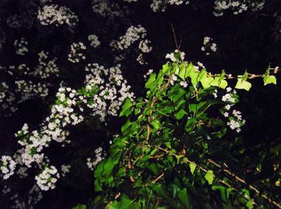 Cécile Wick – Garten I 1 / 2. Garten II 2, 2005.  » Klicken zum Vergrössern ->