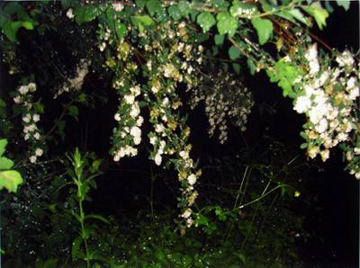 Cécile Wick – Garten II 2, 2005.  » Klicken zum Vergrössern ->