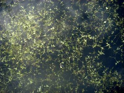 Cécile Wick. Fleur 1, 2007.  » Klicken zum Vergrössern ->