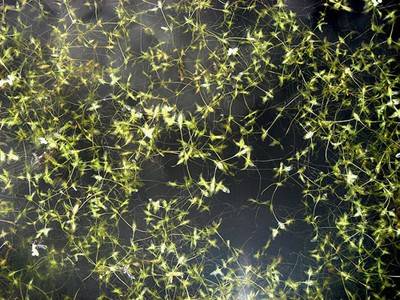 Cöcile Wick. Fleur 2, 2007.  » Klicken zum Vergrössern ->