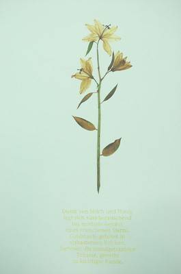 Remo Albert Alig. Lilium orientis, 2008. Variante 1.  » Klicken zum Vergrössern ->