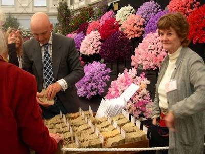 Hansjörg Gadient. Chelsea-Lathyruses, 2006.  » Klicken zum Vergrössern ->