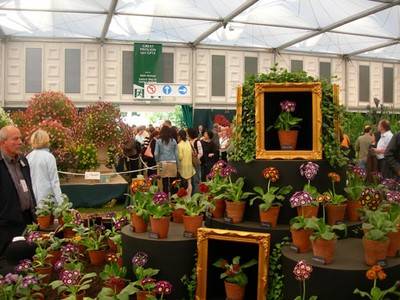 Hansjörg Gadient. Chelsea-Primulas, 2006.  » Klicken zum Vergrössern ->