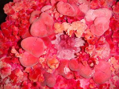 Gerda Steiner & Jörg Lenzlinger. Objekte auf Spiegel, 2005.  » Klicken zum Vergrössern ->