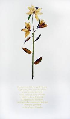 Lilium orientis, 2008, Variante.  » Klicken zum Vergrössern ->
