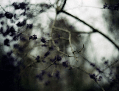 Träumende Blüten, 2008.  » Klicken zum Vergrössern ->