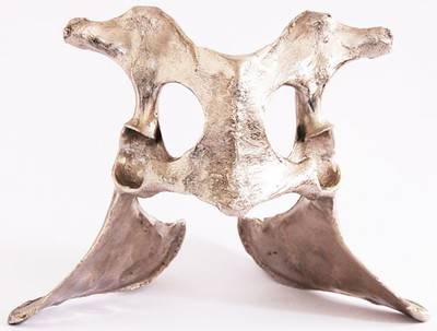 Pelvis, 2009.  » Klicken zum Vergrössern ->